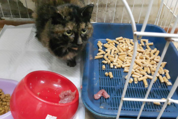 Фотография к новости: На содержание бездомных собак аким Астаны выделил 10 млн тенге