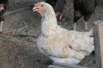 В Китай и Иран будет экспортировать мясо птицы Кызылординская область