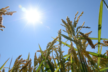 Кызылординцы поставили аграрный рекорд, собрав более полумиллиона тонн риса