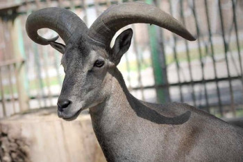 Упавшим деревом насмерть задавило голубого барана в зоопарке Алматы