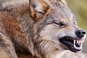 Волк напал на школьника в ЗКО