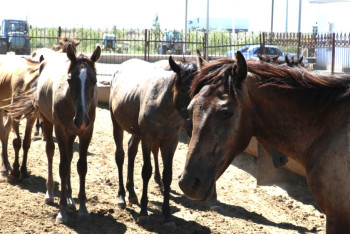 Экспорт конины в Европу начнет Кызылординская область в 2018 году
