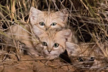 Котят неуловимой барханной кошки впервые засняли в дикой природе