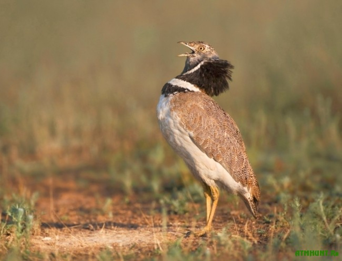 из открытых источников