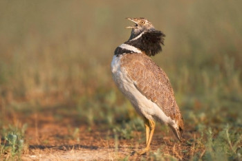 За отстрел краснокнижных птиц задержали 6 костанайцев