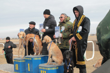 Охотничьи собаки из Астаны стали победителями выставки в Кокшетау