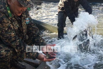 В Есиль выпустили 300 тысяч штук молоди карповых рыб 