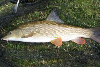 За вылов краснокнижных рыб задержан житель Жамбылской области 