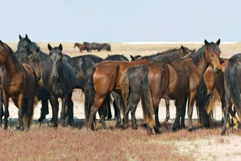 Конокрады-рецидивисты из Алматинской области угнали табун 