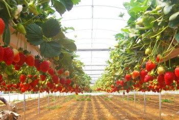 Канадским инвесторам предложили строительство теплицы близ Астаны