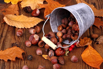 Фотография к новости: За ведро желудей в шымкентском зоопарке дарили морских свинок