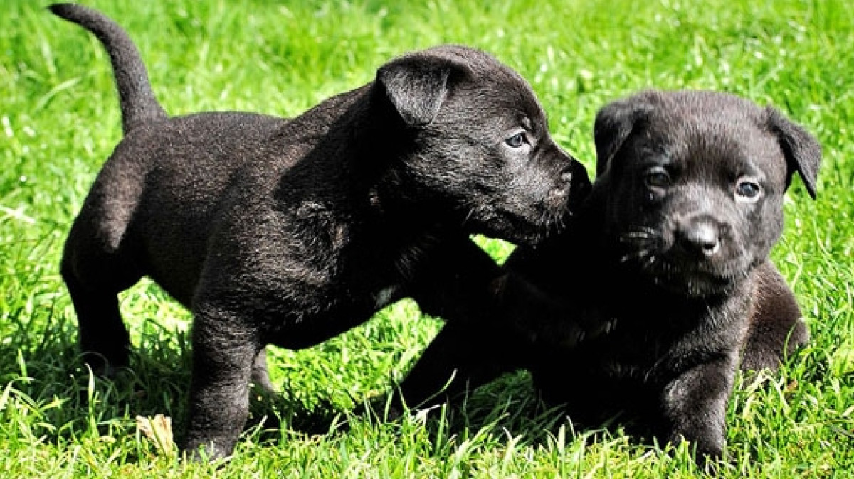 Фото взято с сайта Сонмир