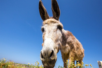 Фотография к новости: Немец подал в суд на осла, который хотел съесть его машину