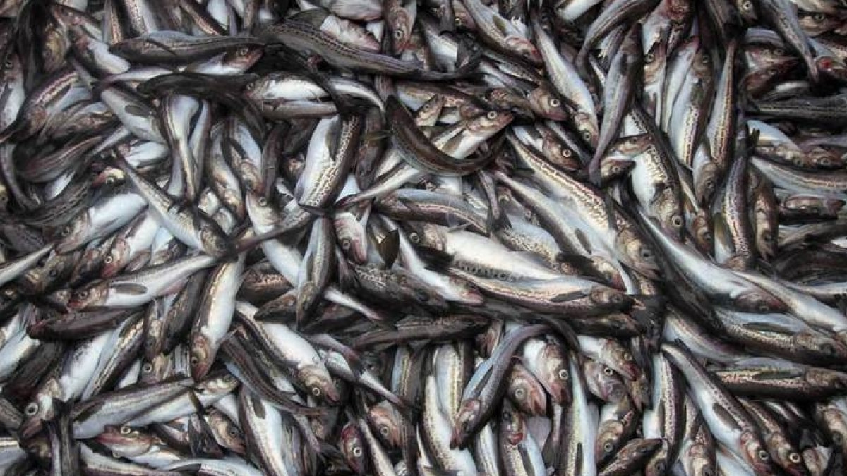 В Мексике прошел дождь из рыб 