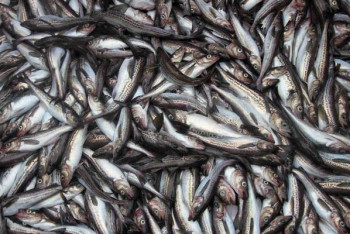 В Мексике прошел дождь из рыб 