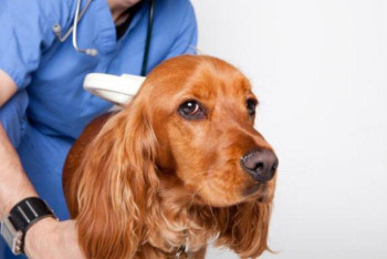 В Алматы стало больше желающих прочипировать домашних питомцев