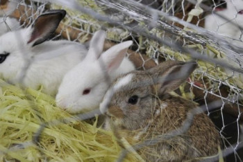 Как президент Венесуэлы решил спасти страну от голода