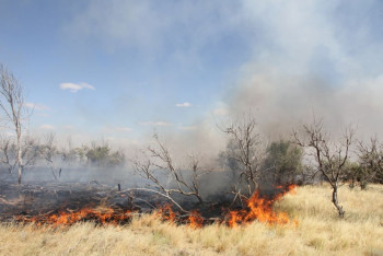 Сотни гектаров степи сгорели в ЗКО