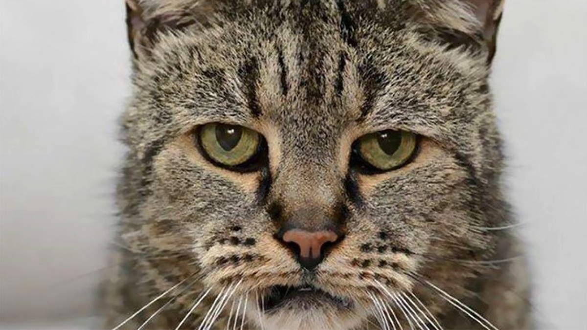 Browntigerdog / Twitter