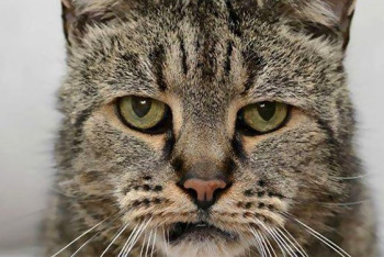 Самый старый кот в мире умер в Англии