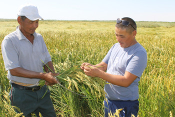 В Приаралье рисоуборочные работы отстали от сроков из-за погоды