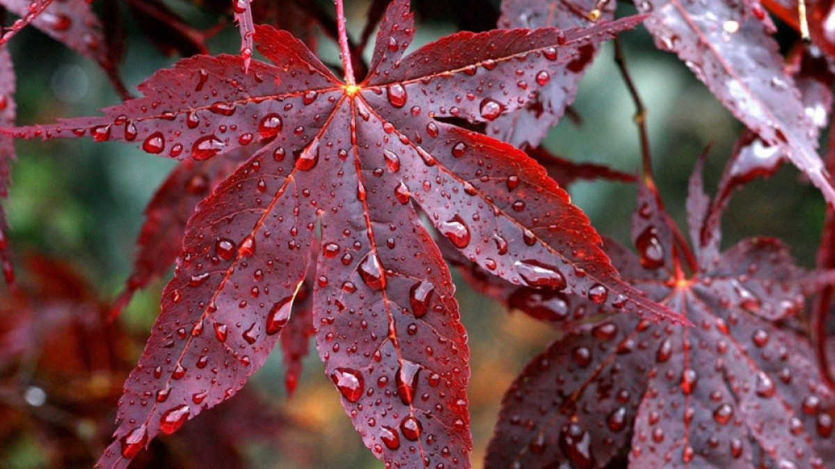 из открытых источников