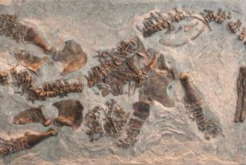 Ученые впервые обнаружили следы вымирания жизни в Арктике