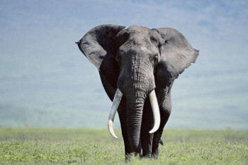 В Индии слон затоптал любителя селфи