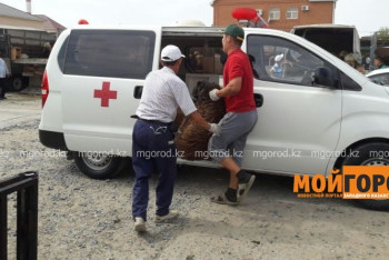 В «Скорой» прокомментировали инцидент с реанимобилем перевозившем баранов