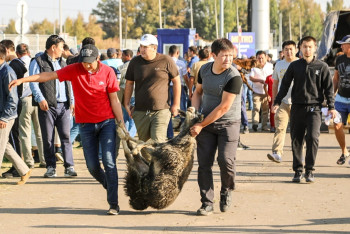 Қой аламыз: Сколько стоят бараны на Курбан айт?