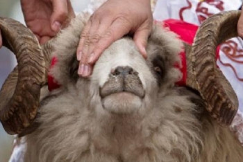 В Алматы определили места забоя жертвенного скота на Курбан айт