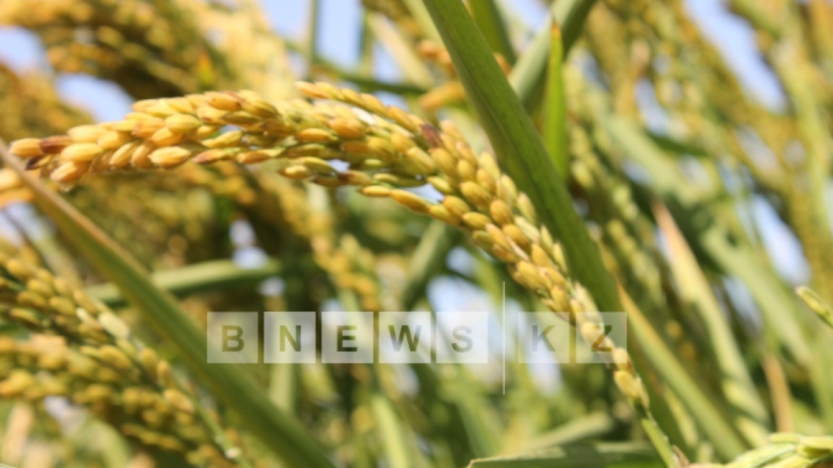 Марьяна Касимова