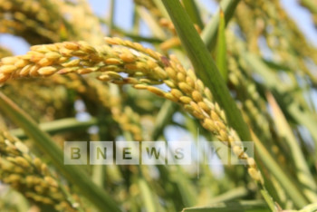 В Приаралье приступают к жатве главной аграрной культуры региона 