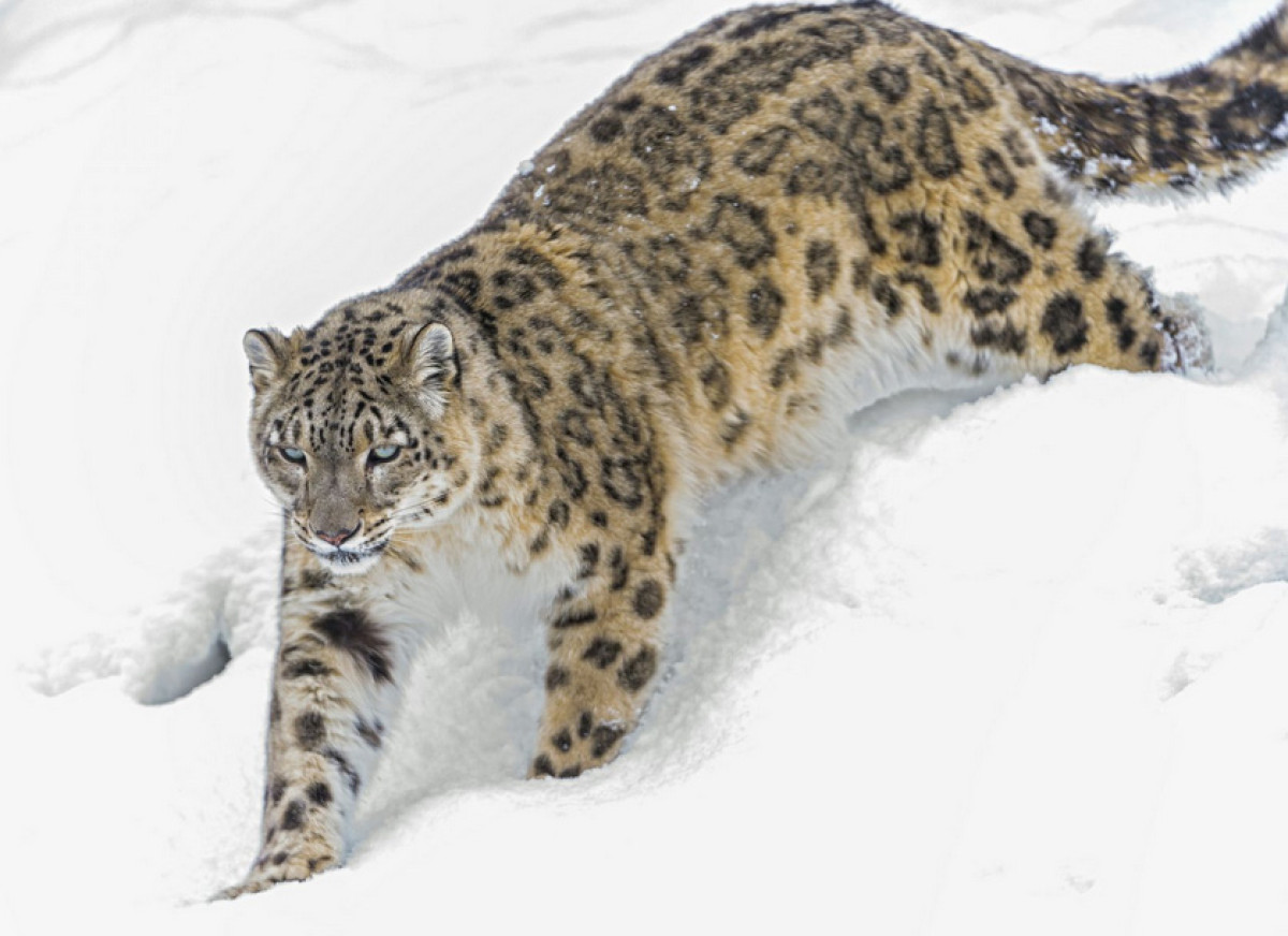 из открытых источников