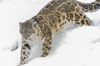 Казахстан подписал Бишкекскую декларацию по защите снежных барсов и его экосистем