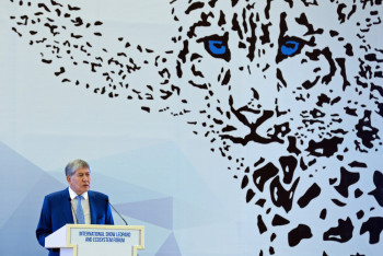 А.Атамбаев: В 12 странах, где обитает снежный барс, создадут особо охраняемые зоны