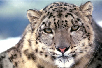 Казахстан примет участие в форуме по сохранению снежного барса в Бишкеке