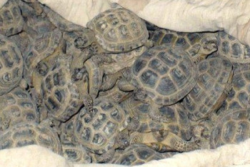 Живая контрабанда: казахстанка пыталась провезти через границу попугаев и черепах