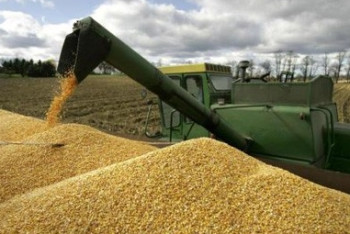 За счет сокращения площадей пшеницы урожайность увеличилась в 2 раза