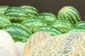 Минсельхоз прокомментировал видео с зараженными арбузами