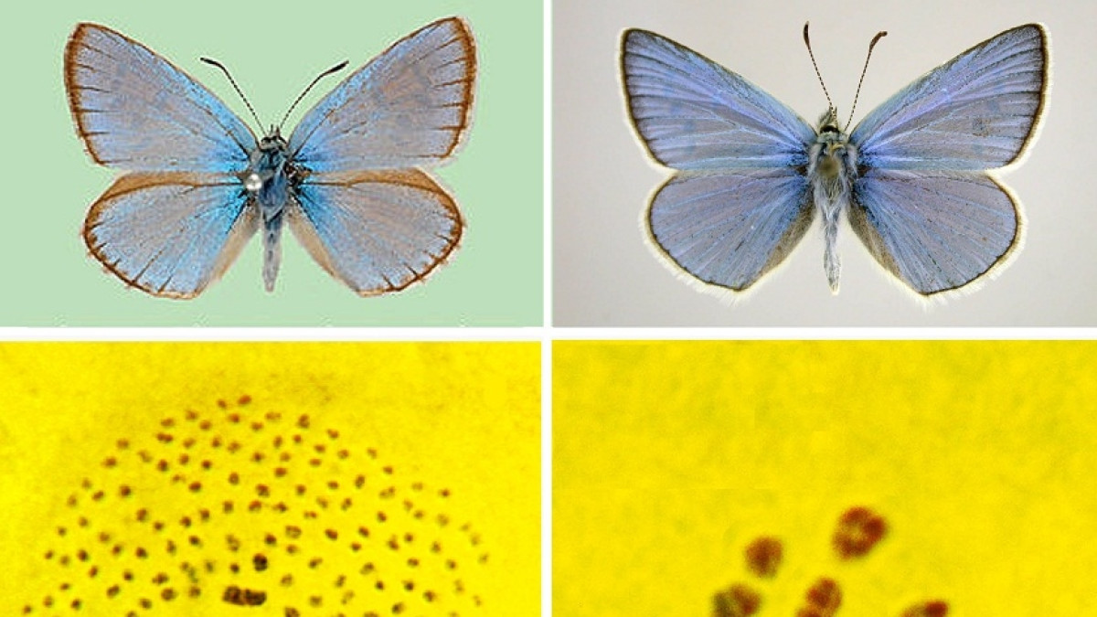 пресс-служба университета