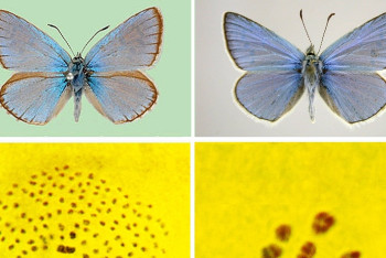 Как обыкновенные бабочки помогли ученым понять механизм хромосомной эволюции