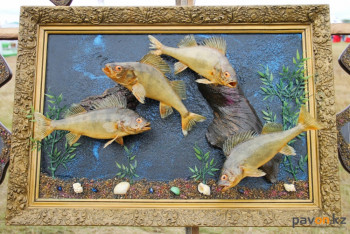 Необычные картины из рыб создает художник из Павлодарской области