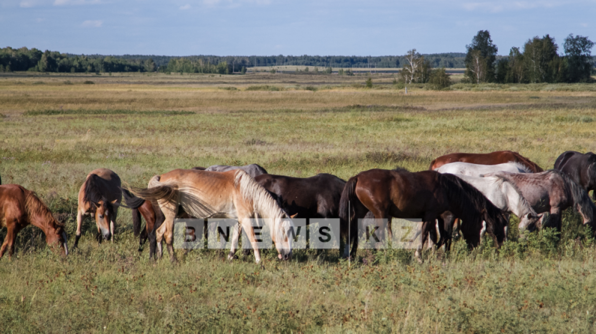 Абзал Калиев