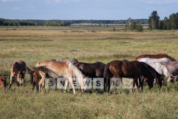 Даурен Абаев сообщил о начале съемок трилогии о лошадях EQUUS 