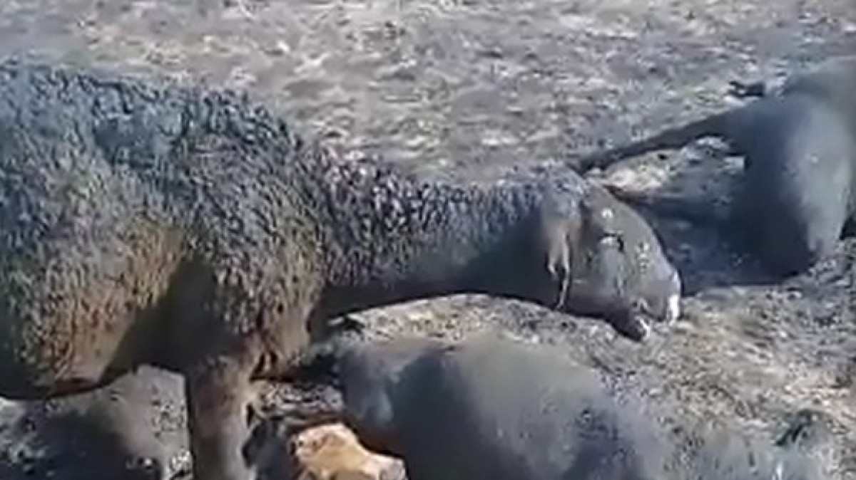 Сергей Романов