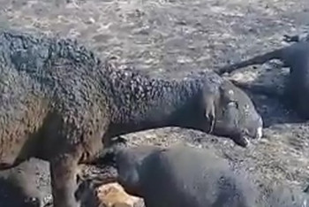 В ЗКО заживо сгорели 600 овец