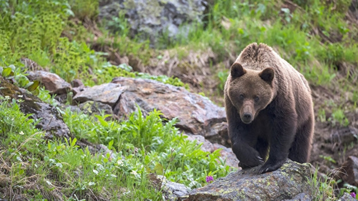  Алексей Безруков
