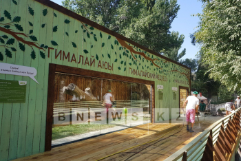 Преображая Алматинский зоопарк: гималайские медведи «отметили» новоселье