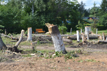 2000 деревьев вырубили в петропавловском парке для строительства площади